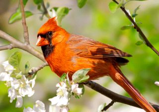 3D Postkarte Roter männlicher Kardinal, Kardinal, Vogel, Tiere