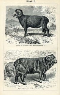 Schafe Merino Heidschnucke Fleischschaf BBB 2 Tafeln von 1892 16x24cm