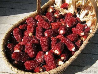 100 Strawberry Popcorn Seeds for Planting in the Small