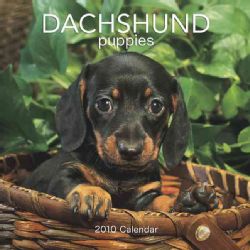 Dachshund Puppies 7x7 2010 Calendar