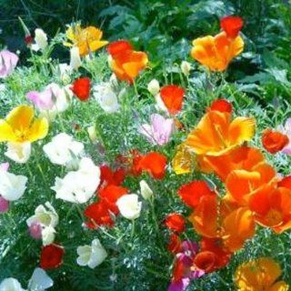 500 Seeds, Poppy California Mix (Eschscholzia