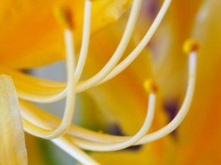 Golden Magic Lily Lycoris aurea potted plant bulb 