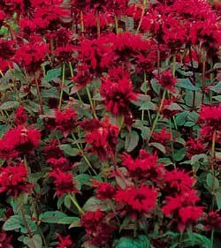 BeeBalm Panorama Red Shades   4 Plants   Monarda Patio